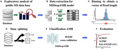 MSDeepAMR: antimicrobial resistance prediction based on deep neural networks and transfer learning